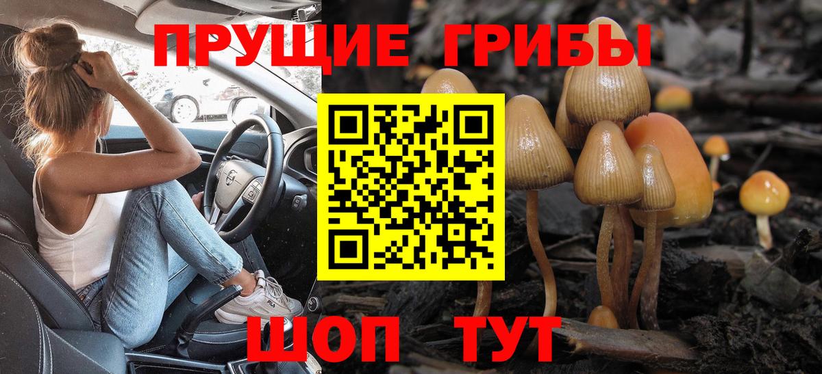 Галлюциногенные грибы Psilocybine cubensis Медногорск